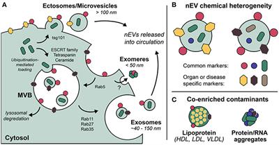 Nanoplasmonic Approaches for Sensitive Detection and Molecular Characterization of Extracellular Vesicles